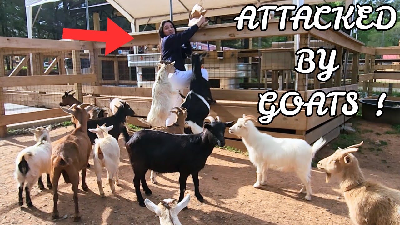 EPIC farm exploration trip with the fam * Goats went WILD ! * - YouTube