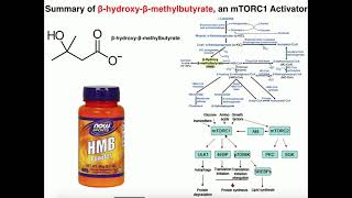 Exercise Physiology | HMB (β-Hydroxy-β-Methylbutyrate): What does it do?