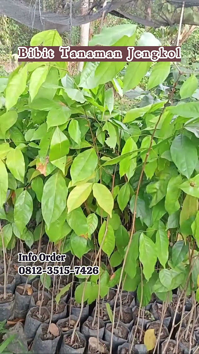 Bibit Tanaman Jengkol: Investasi Kebun yang Menguntungkan.