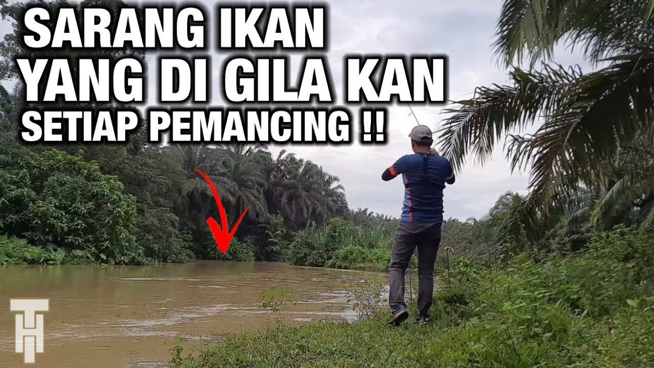 GASAK GIL4-GIL4 DI SUNGAI INI ! 😱MEMANCING IKAN BAUNG SUNGAI