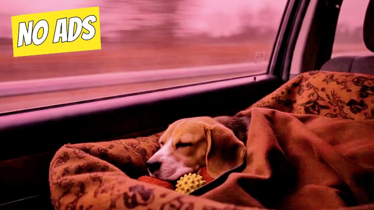 8 HOURS | Dreamy Calm - Dog Travel Anxiety Music | NKN Music for Dogs