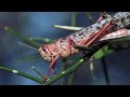 Нашествие саранчи: что движет полчищами насекомых?