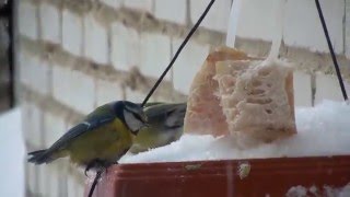 Борьба за существование.DSCN1178 Борьба за существование.DSCN1178