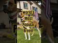 Top 10 Most Popular Dog Breeds (Wait for #1! 🐾)