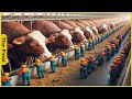 Largest Livestock Farm In The World Brazilian Way Of Raising Giant Cows Inside The Food Factory