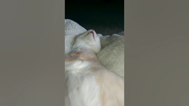 Hufflepuff in Slumber