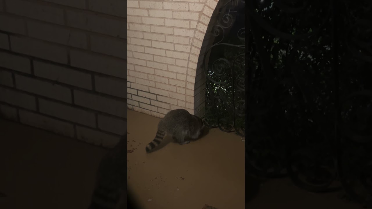 When you look outside and see this on the porch! 😳