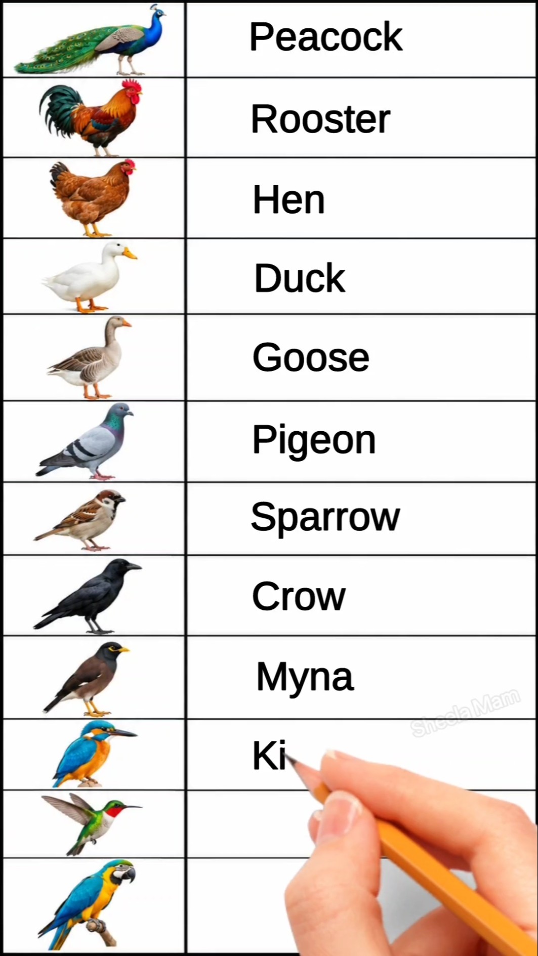 learn numbers counting - 1,2,3,4,5,6,7,8,9,10,11,12,13,14,15,16,17