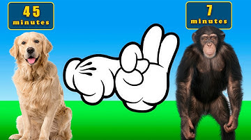 ⏳Longest Mating Animals | S*x Duration Comparison❤