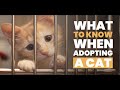 What To Know When Adopting A Cat