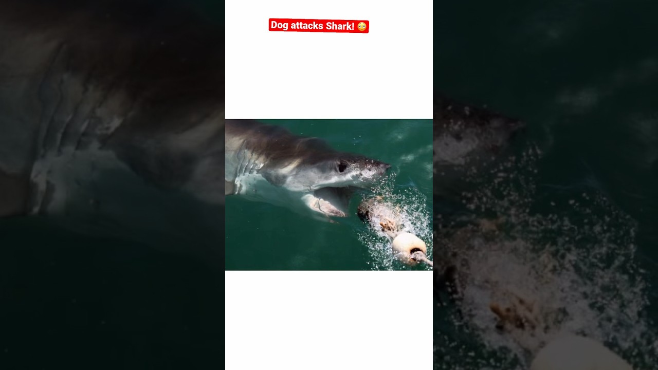 Wtf?! Crazy ass Dog attacks shark!