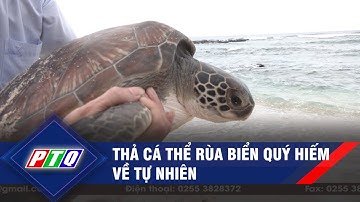 Thả cá thể rùa biển quý hiếm về tự nhiên | PTQ