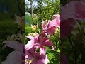 Лилии Буги-вуги, Диаманте и Трокадеро.