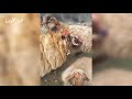 حرام الدار ما مرك عكبهم تراثيات البادية السورية والريف mp3