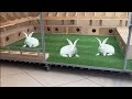 Making Rabbit Batteries Or Cages Is Economical 
