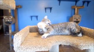 Presenting Soft Claws Nail Caps for Cats! screenshot 4