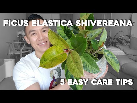 Ficus Elastic Shivereana | 5 Easy Care Tips