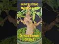 MR TRƯỜNG | #0939607312 | ỔI XƯA BONSAI TRÁI ĐẸP GL 2TR2... #bonsailuctinhmientay #oixua #oidep