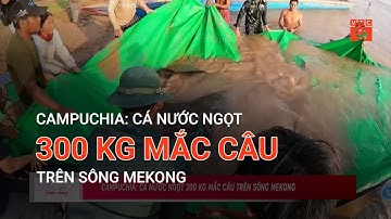 CAMPUCHIA: CÁ NƯỚC NGỌT 300 KG MẮC CÂU TRÊN SÔNG MEKONG | VTC9