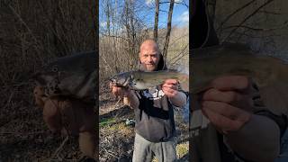 Bullhead Catfish