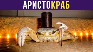 Приколы. АРИСТОКРАБ | Мемозг #229