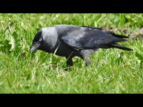 Choucas des tours - Jackdaw - Corvus monedula (1080p)