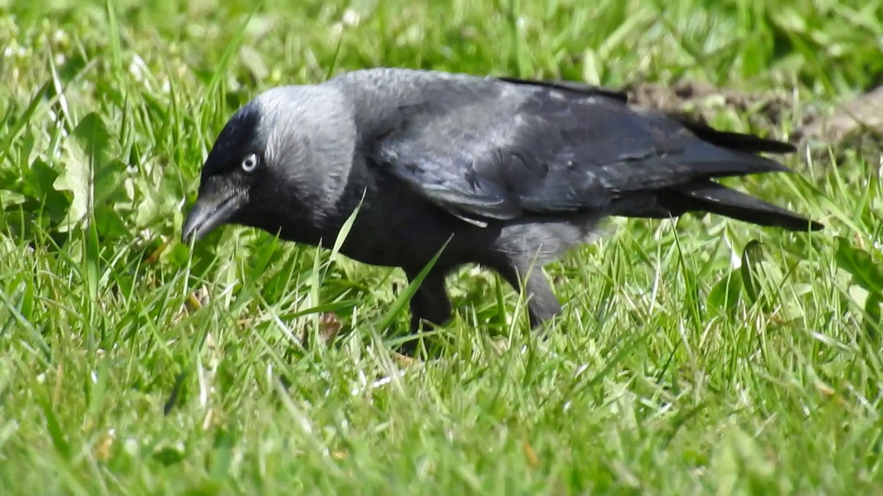 Choucas des tours - Jackdaw - Corvus monedula (1080p)
