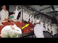 Tecnología de cría de conejos y procesamiento de carne de conejo. Línea de corte de costillas de res