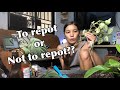 HOW TO REPOT A PLANT | BEGINNER'S GUIDE TO REPOTTING (PHILIPPINES)