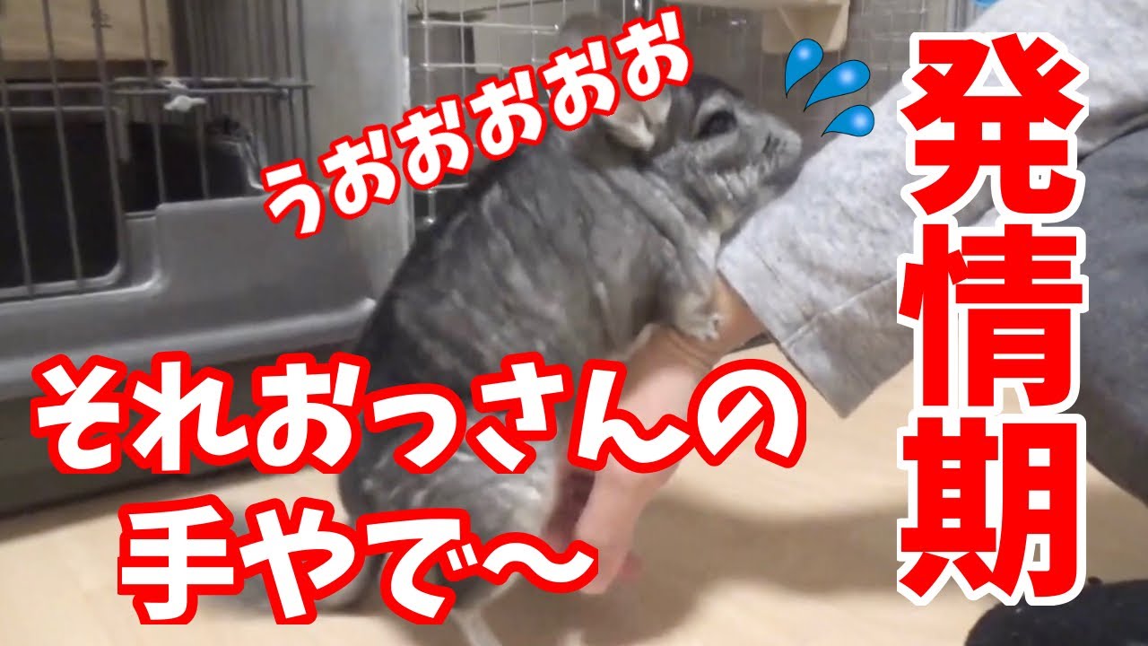 チンチラ】発情期のピークを迎えた『オス』チンチラはこうなります
