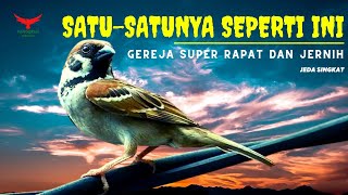 Cuma Satu GEREJA TARUNG Gini ‼️(Masteran Gereja Tarung)