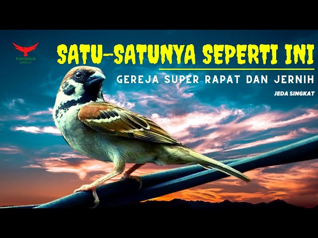 Cuma Satu GEREJA TARUNG Gini ‼️(Masteran Gereja Tarung) class=