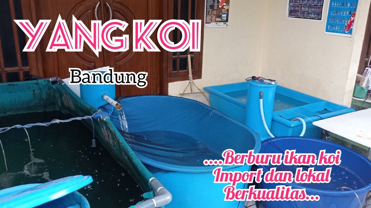 Yang koi bandung 