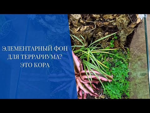 Элементарный фон для террариума? Это Кора