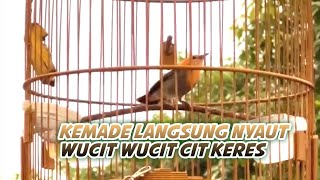 Burung Kemade Gacor Cit Keres | Baret Merah Cab3 Cab3an