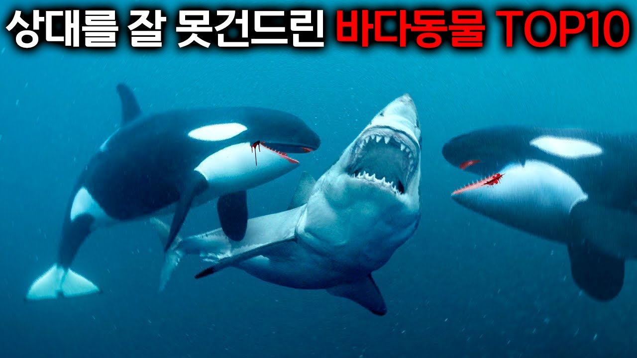 상대를 잘못 건드린 바다 동물들의 끔찍한 결말모음