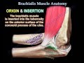 Brachialis Muscle Anatomy - Everything You Need To Know - Dr. Nabil Ebraheim