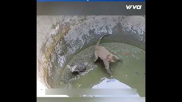 Chú Khỉ tìm cách cứu Mèo con