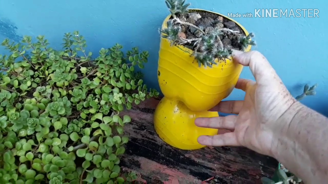 Projeto tudo vira vaso