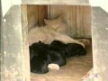Cat Nurses Puppies