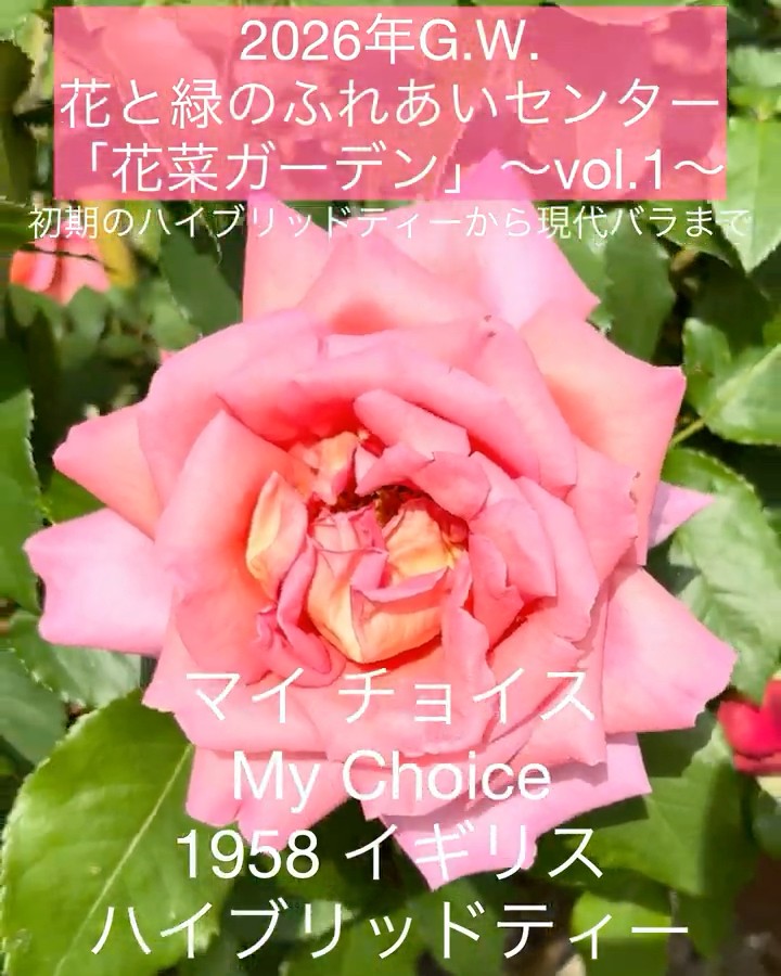 はなちゃんさま　専用　ハーモニッ May 4, 2026, Hanana Garden vol.1] My Choice, etc. - YouTube
