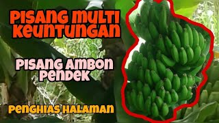 Keuntungan Dan Manfaat Dari Pisang Morosebo