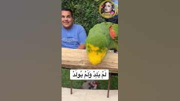 سبحان الله ببغاء يقرأ سورة الاخلاص 😧💯