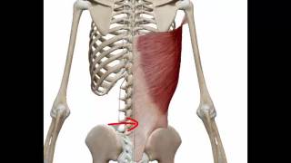 MUSCLE# LATISSIMUS DORSI