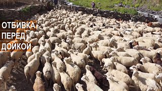 Отбивка овец пред дойкой. Агрофирма Чох. Республика Дагестан.