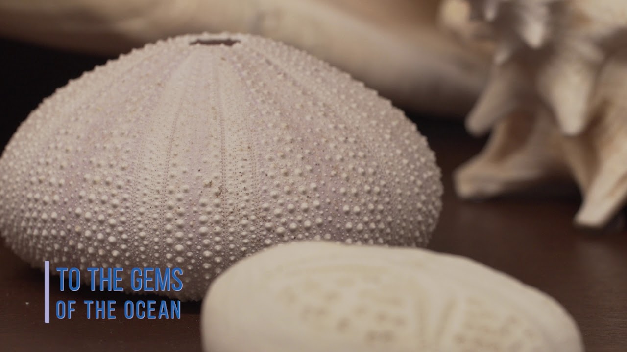 museums in london Sugar Land's History, Mystery and Wonder.