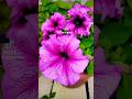 my beloved petunias are blooming квітнуть мої любі петунії #mygarden #spring #ukraine #petunia