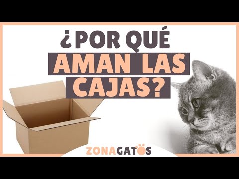 Video: Por Qué Los Gatos Y Los Gatos Aman Las Cajas: Cómo Se Manifiesta, Cuáles Son Las Razones, Daños Y Beneficios De Tal Hábito, Fotos, Videos