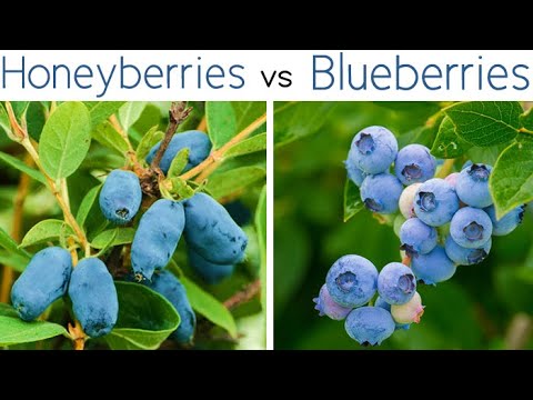 Video: Cov blueberries tuaj yeem loj hlob hauv California?