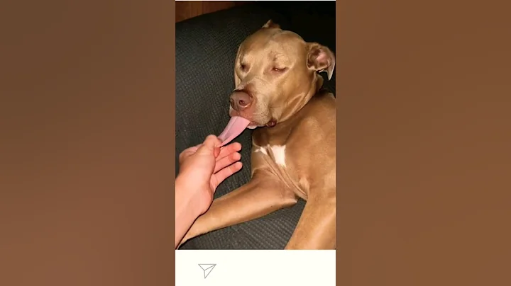 Laziest Dogs #funny #animal #shorts